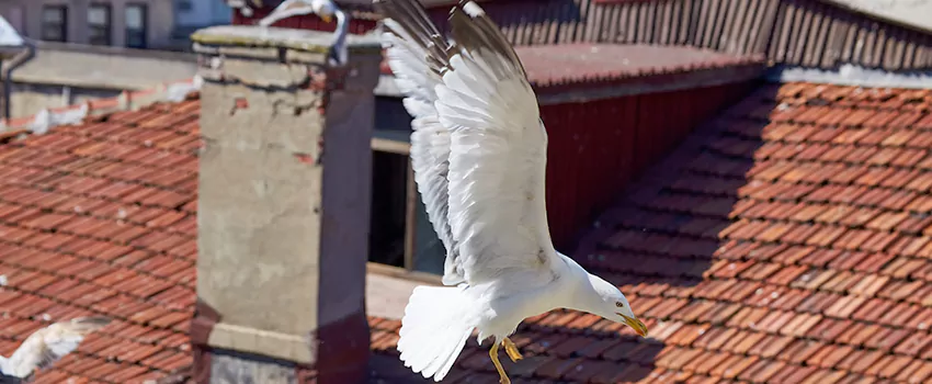 Residential Chimney Animal Removal Solution in Lake Havasu City, AZ