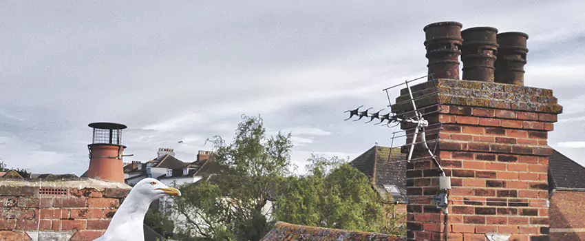 Chimney Cleaning And Restoration in Lake Havasu City, Arizona
